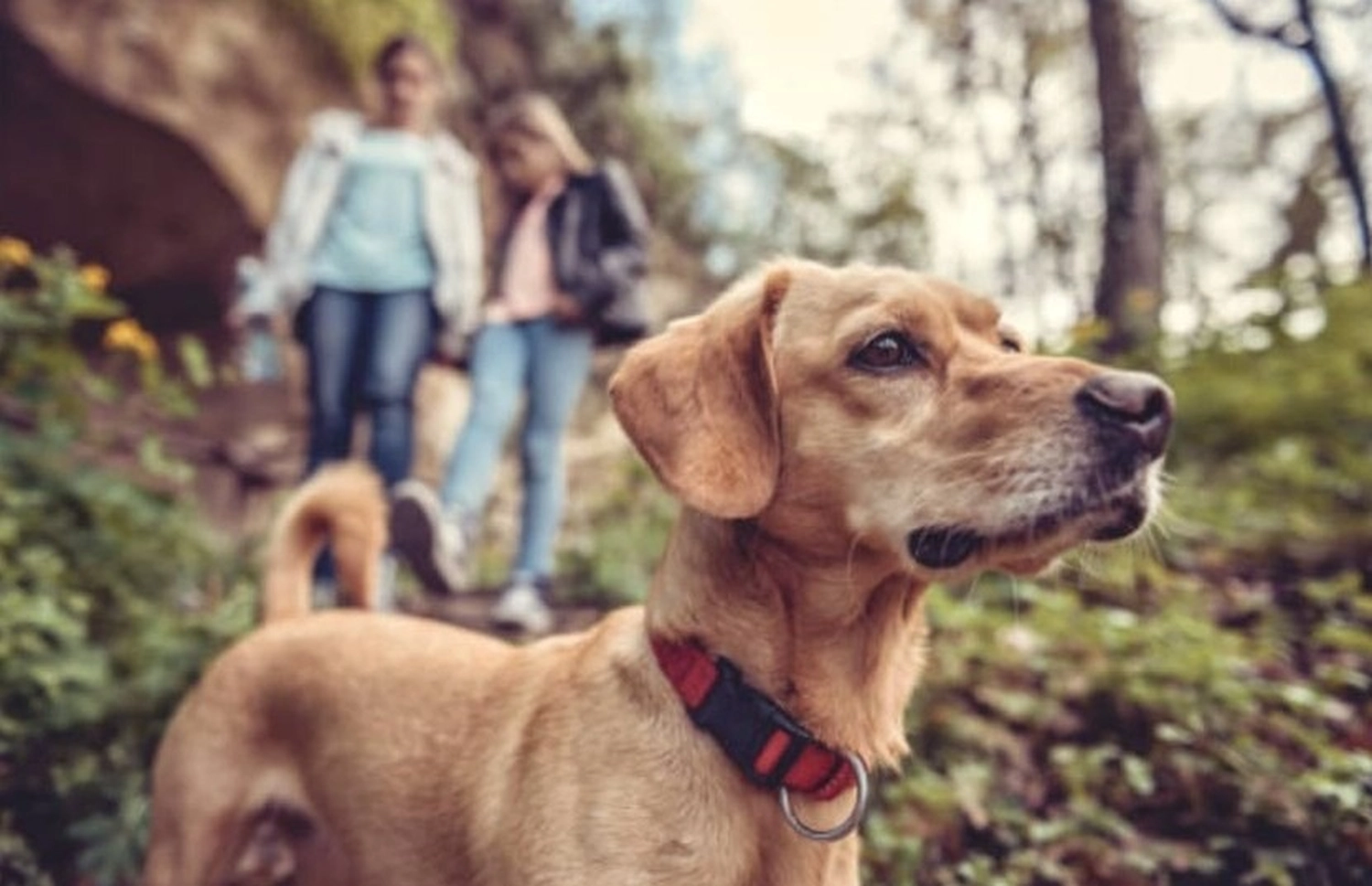 Reiselust Hahnenklee - Ferienhaus - Darstellung eines kleinen, gelbbraunen Hundes auf einem Waldweg mit zwei wandernden Personen im Hintergrund.