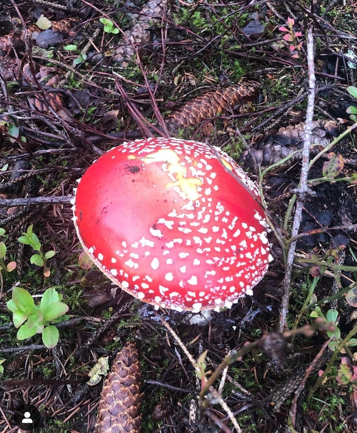 Reiselust Hahnenklee - Ferienhaus - ein Fliegenpilz (Amanita muscaria). Dieser unverwechselbare Pilz ist bekannt für seinen leuchtend roten Hut mit weißen Punkten.