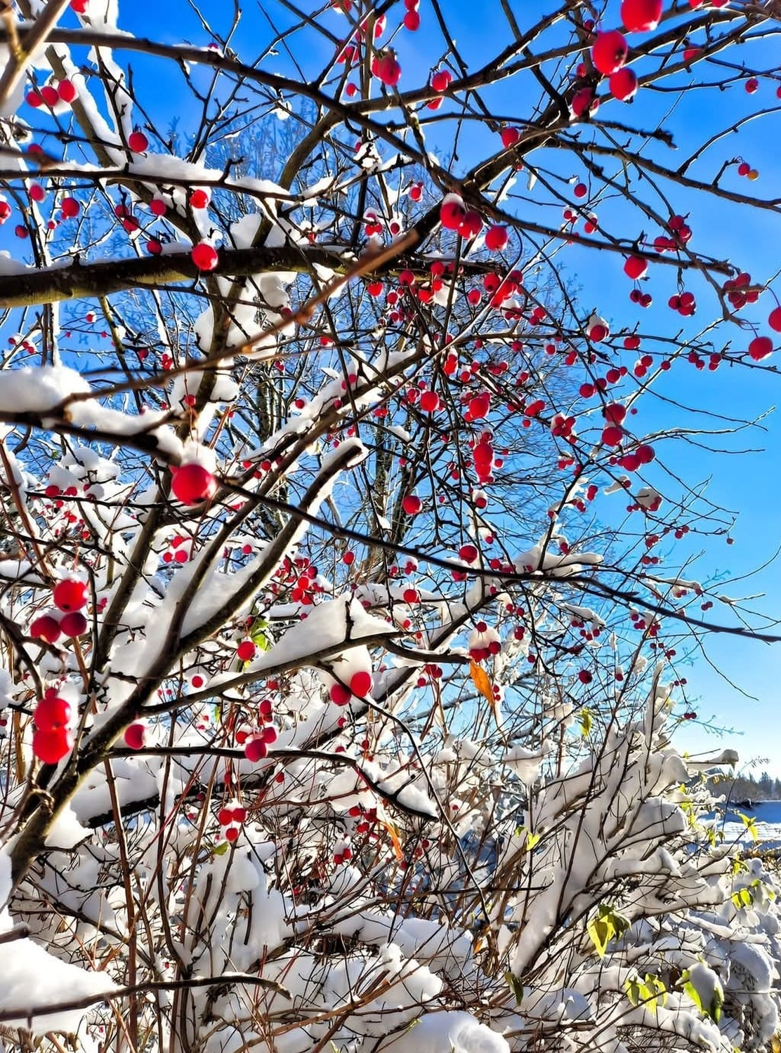 Reiselust Hahnenklee – Ferienhaus – eine wunderschöne Winterszene mit einem Baum mit leuchtend roten, schneebedeckten Beeren