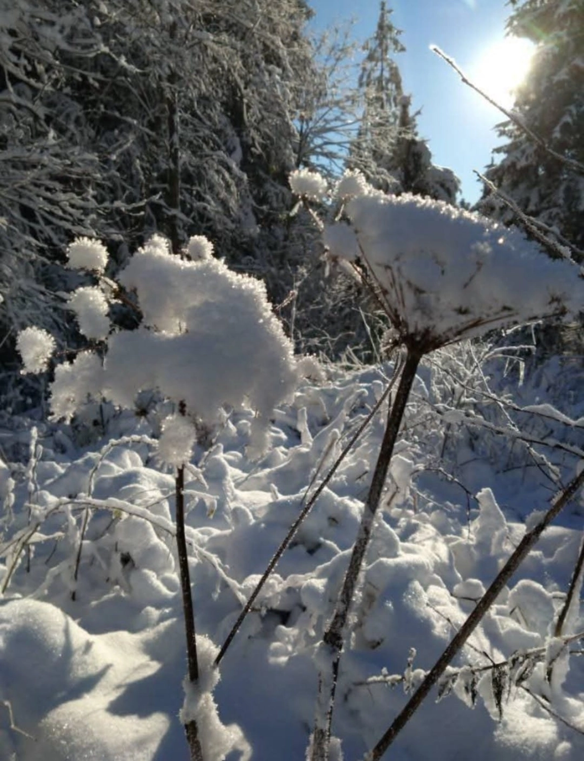 Reiselust Hahnenklee - Ferienhaus - Schnee